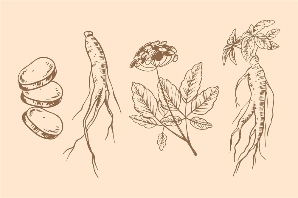 環黃(huang)芪(qi)醕(chun)